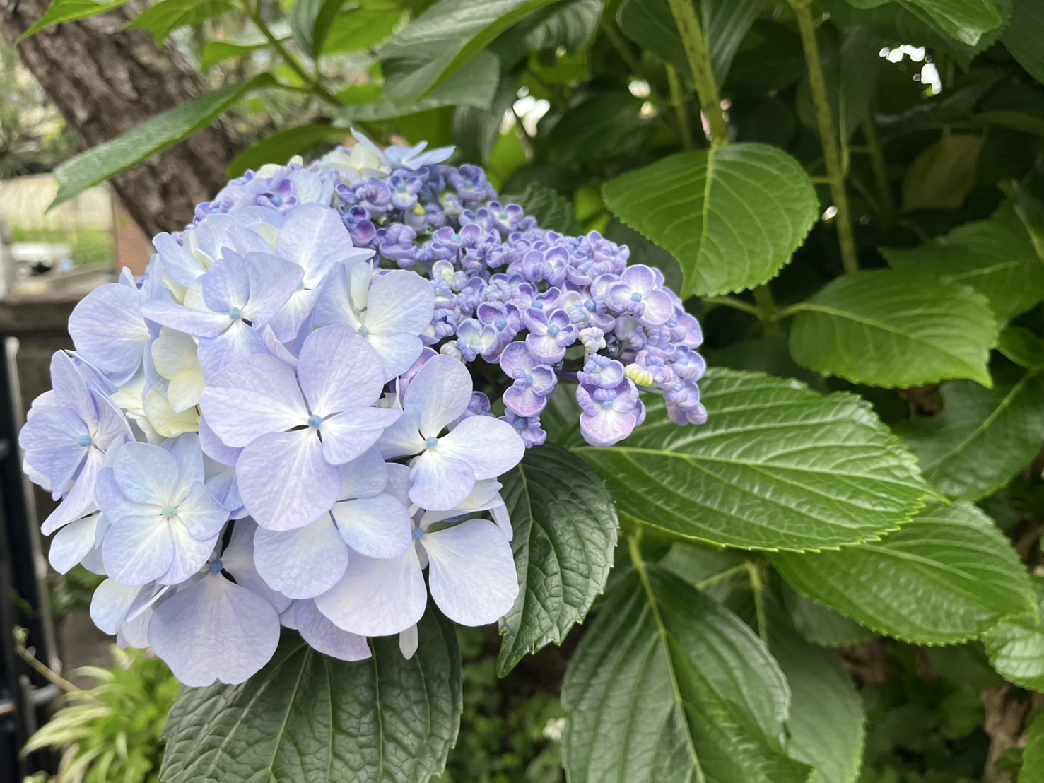 あなたの庭、四季の美しさを引き出します。
